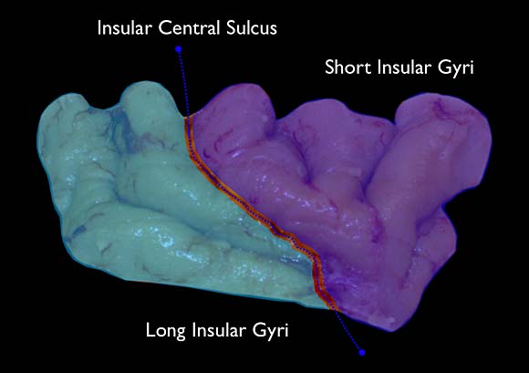 insula3